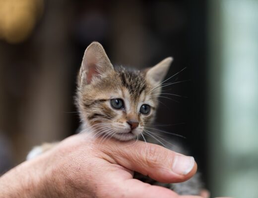 Top Things To Consider Before Buying Kittens At A Cattery